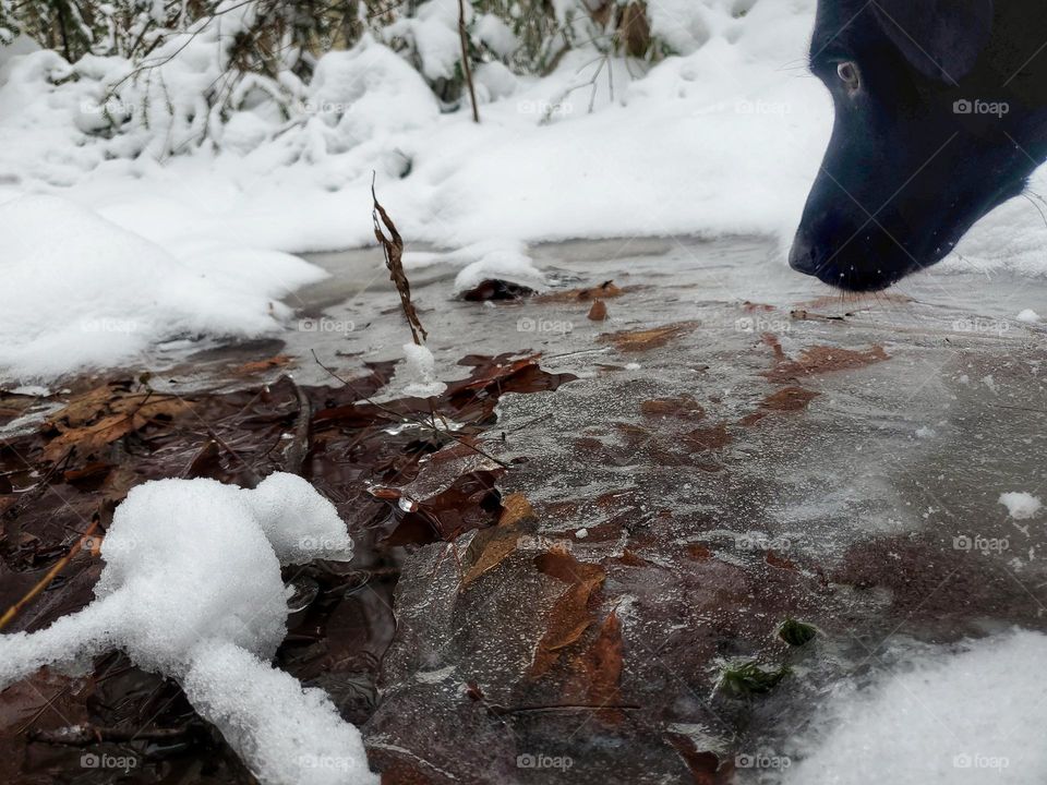 Frozen puddles: looking for a spot to drink from!