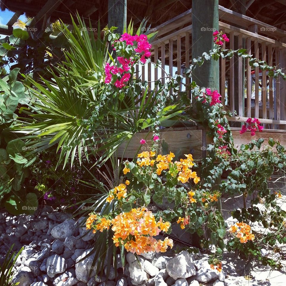 Island Flowers