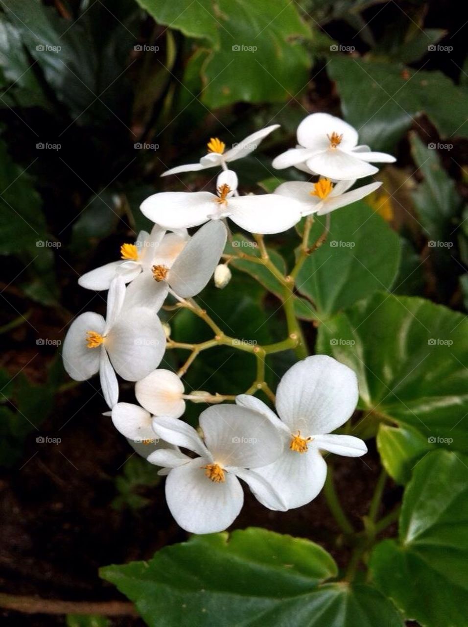 White flowers