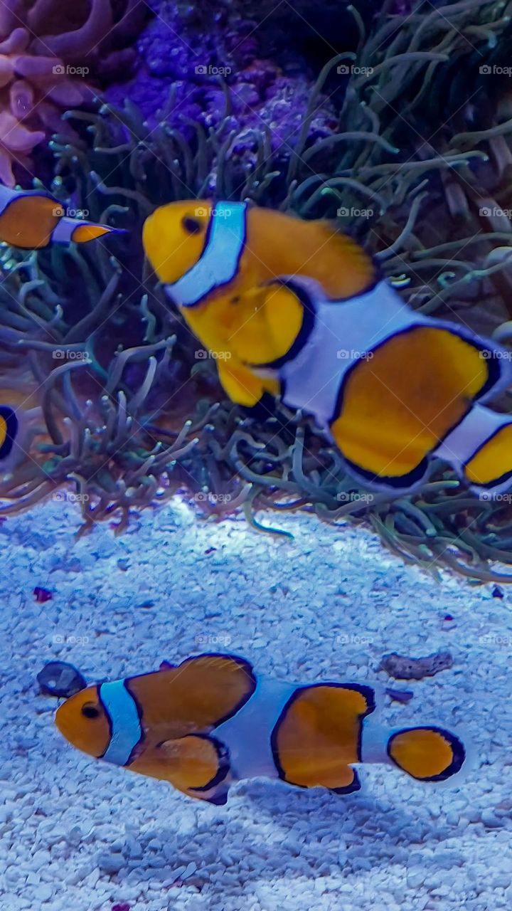 Two colors fish