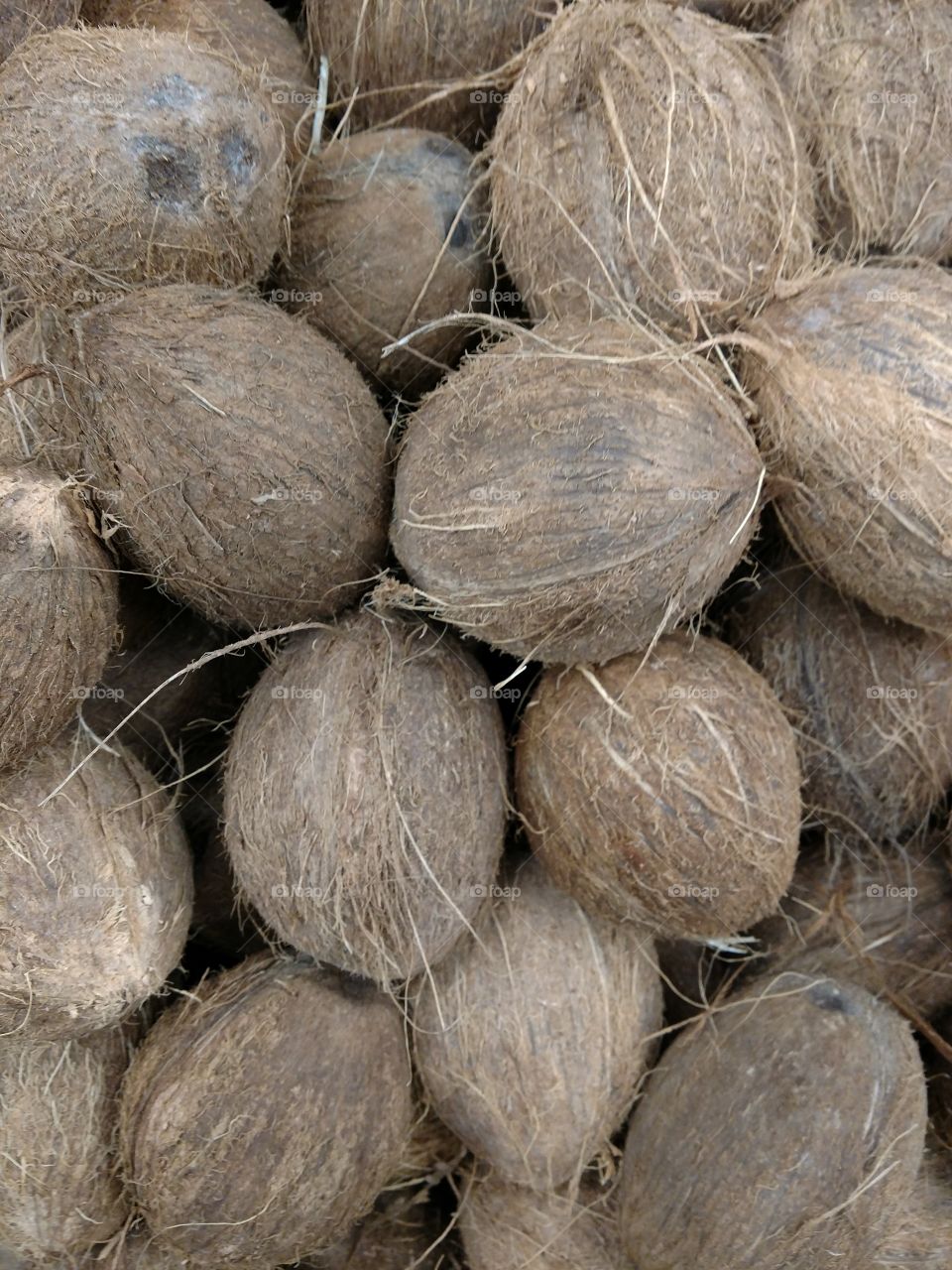 pile of coconuts
