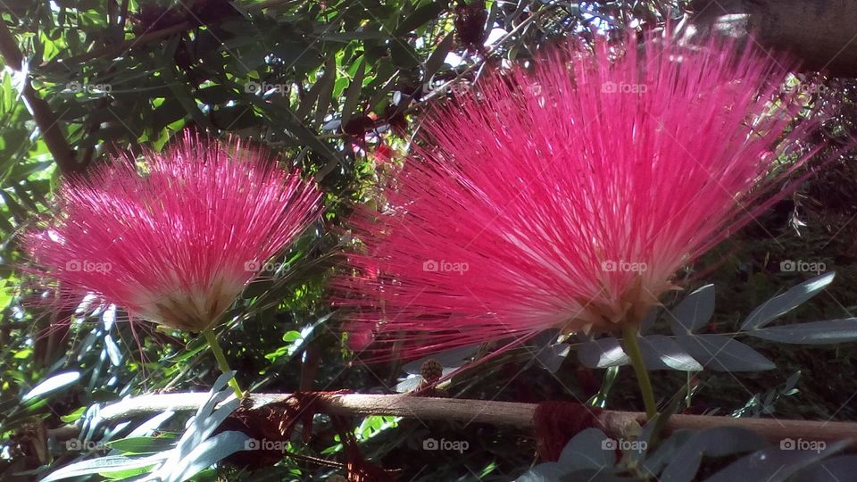 Nature with two wild flowers on branch