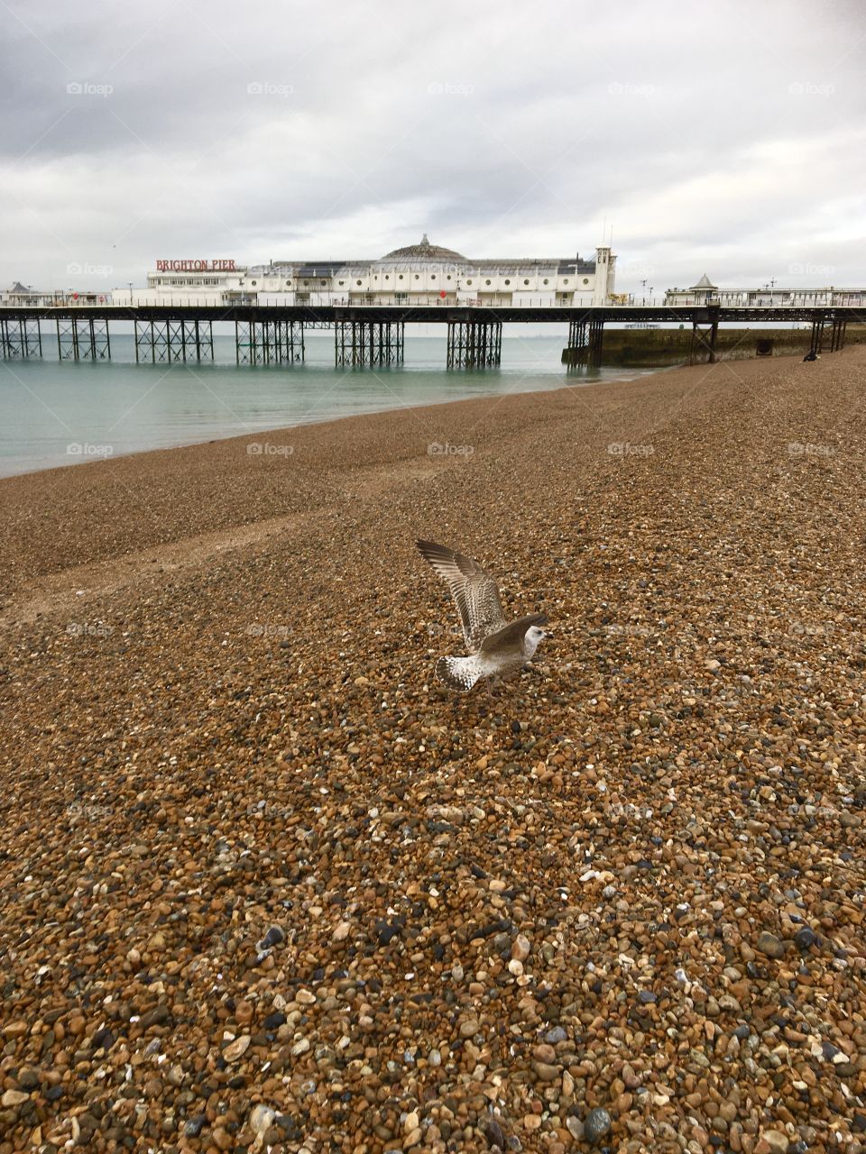 Seagull’s city🐦