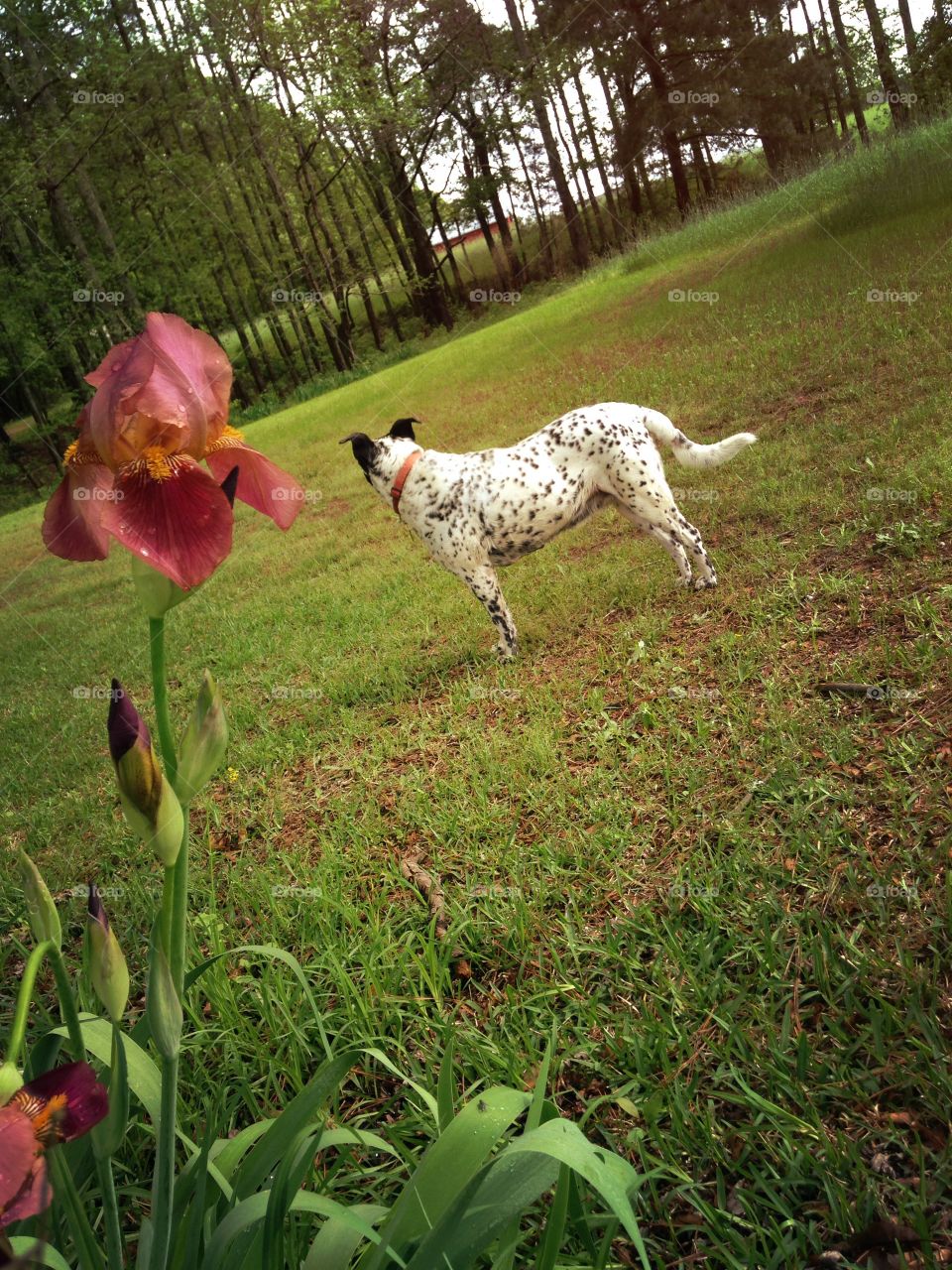 Dogs curiosity . Flowers soak in the breaking sun after a long spring rain. While Dottie hears something mysterious in the distance