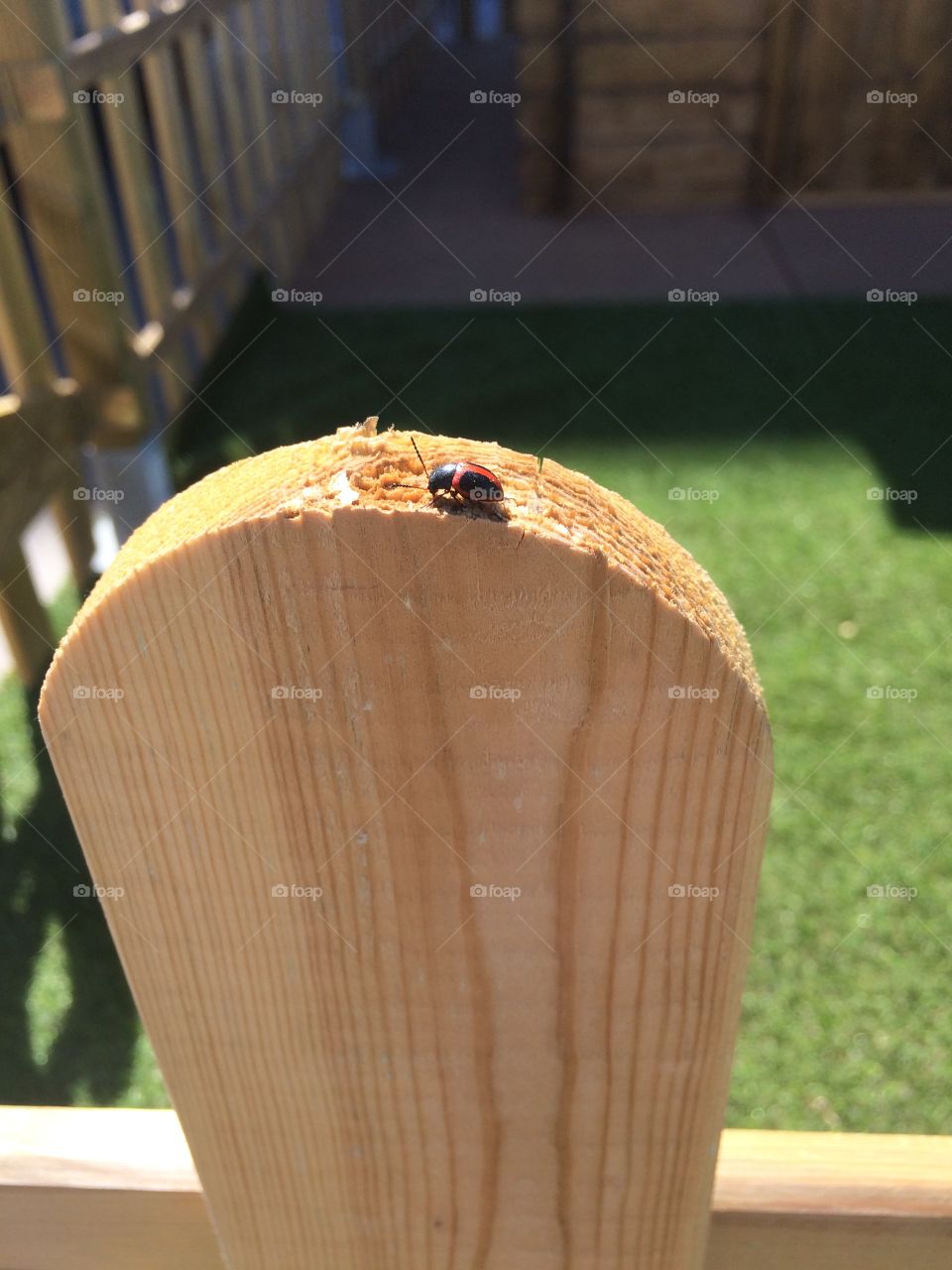Ladybird on the wood 