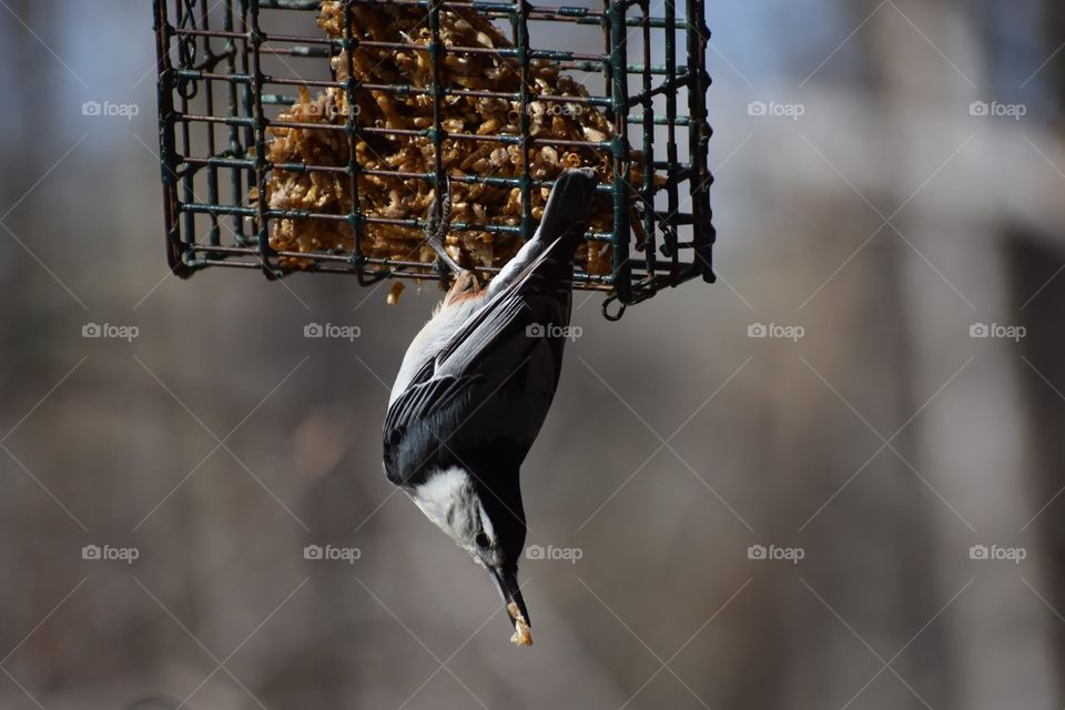 Hungry nuthatch on suet feeder