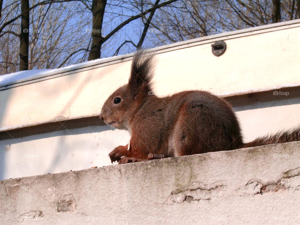 Red Squirrel