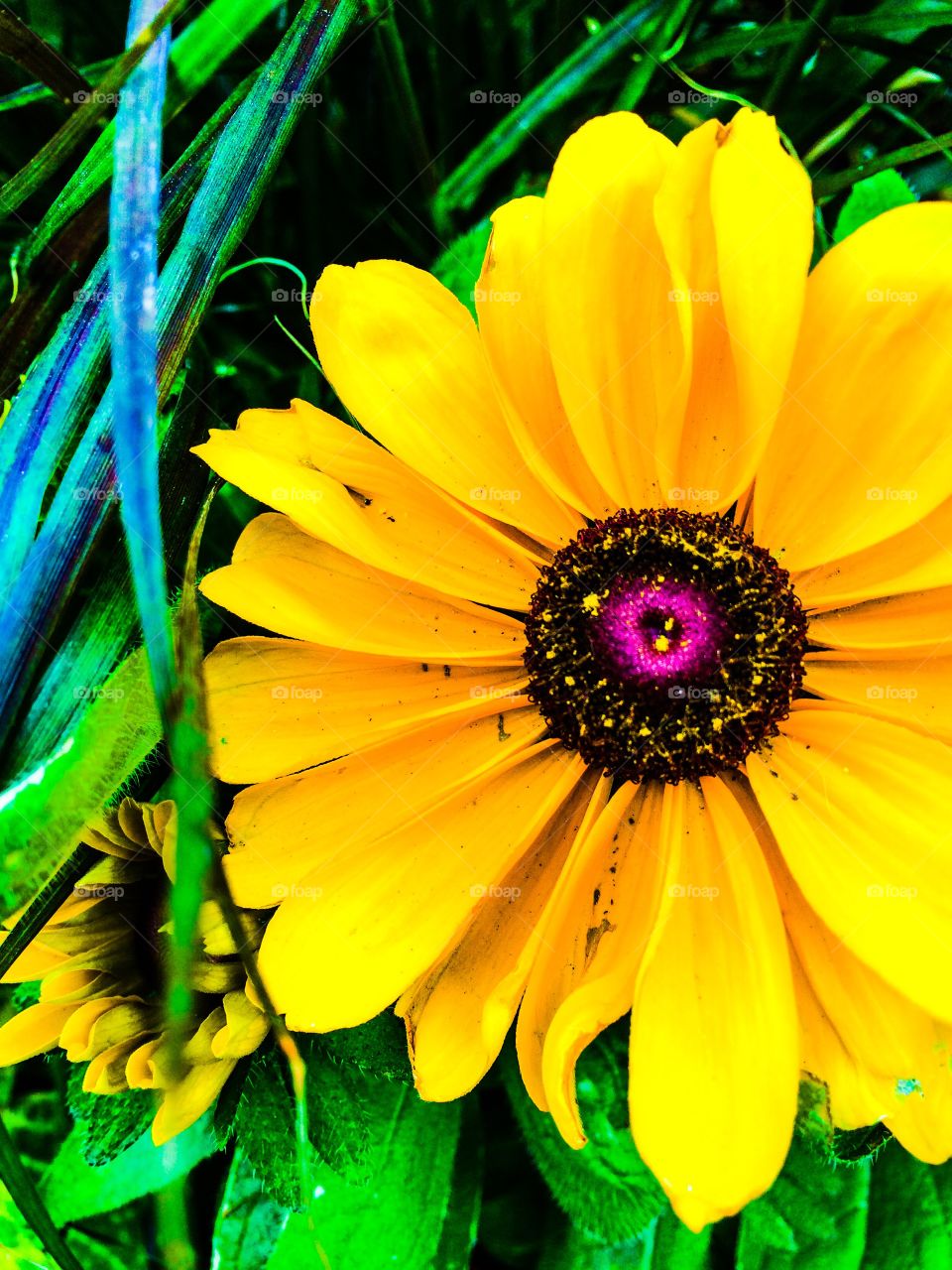 Yellow Blooming. Springtime in the city. 