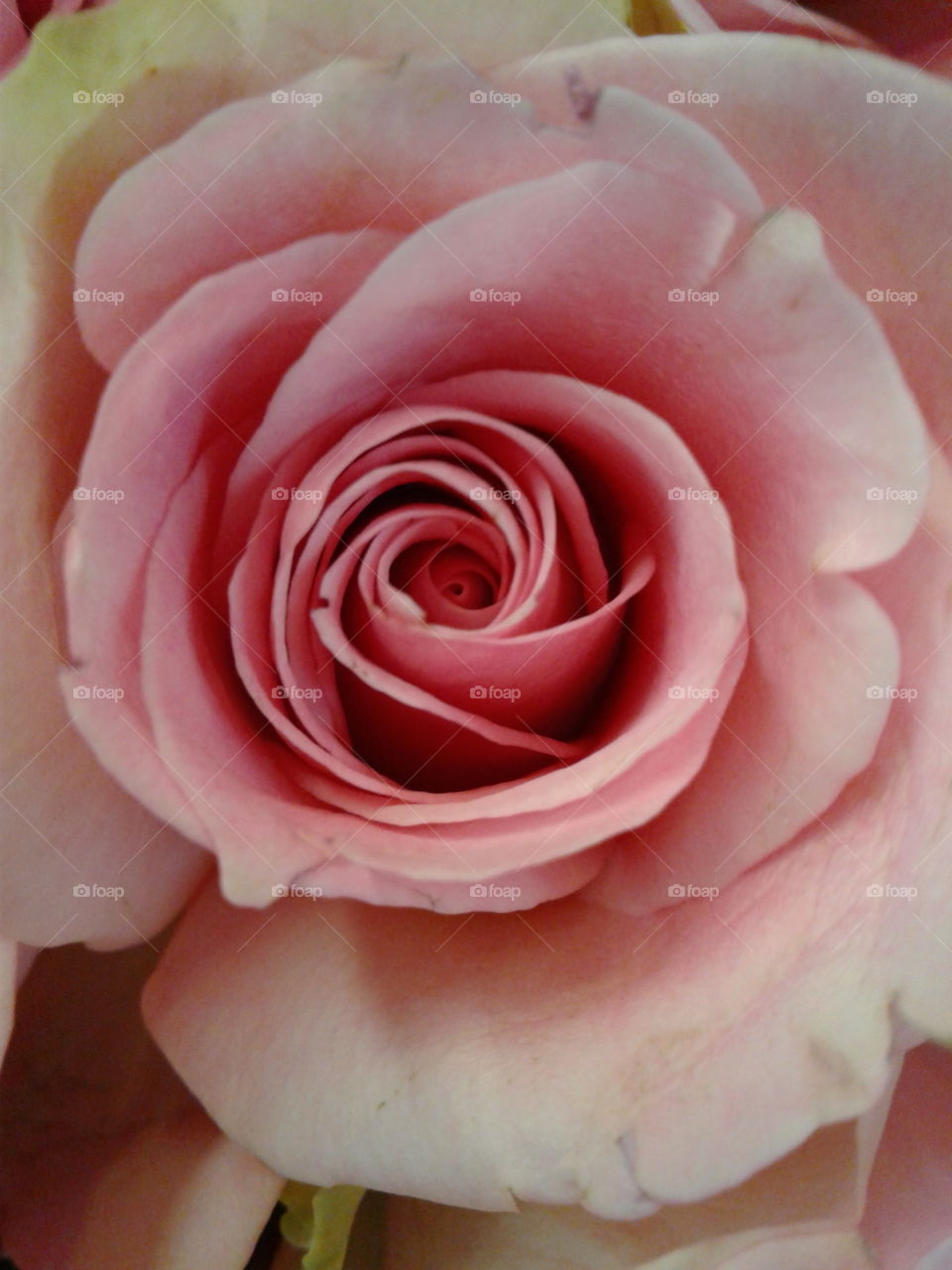 internal rose spiral