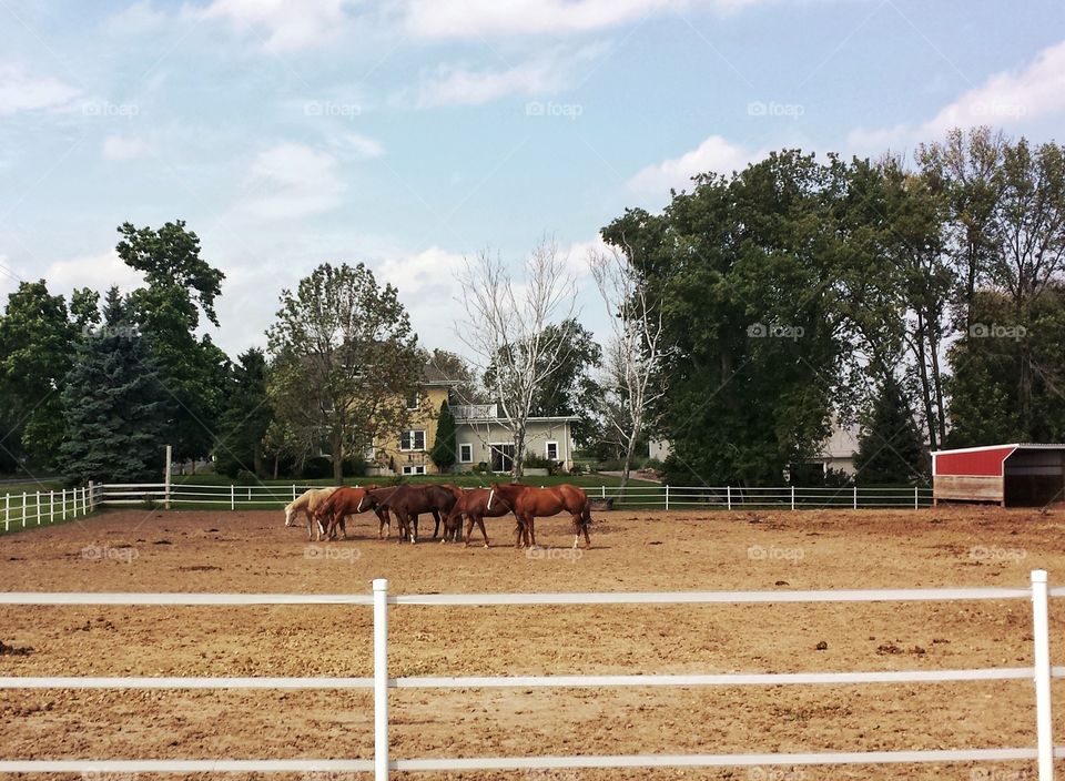 Farm Animals. Horses