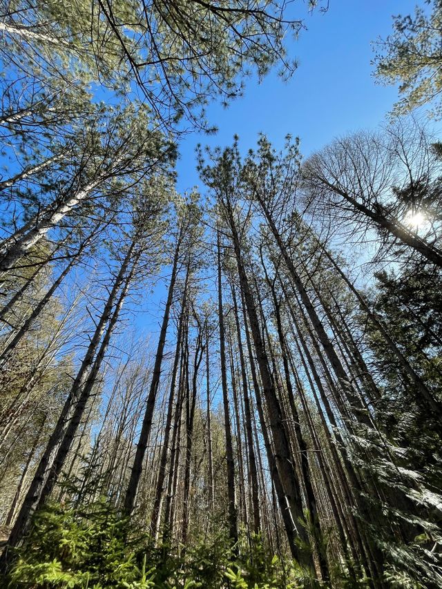 Look up into the trees
