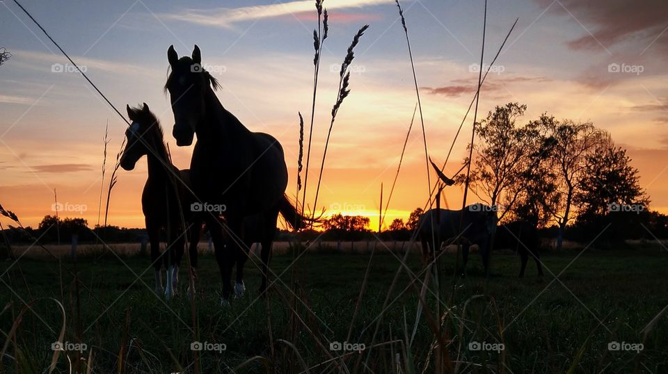 wild nature - horses in the sunset