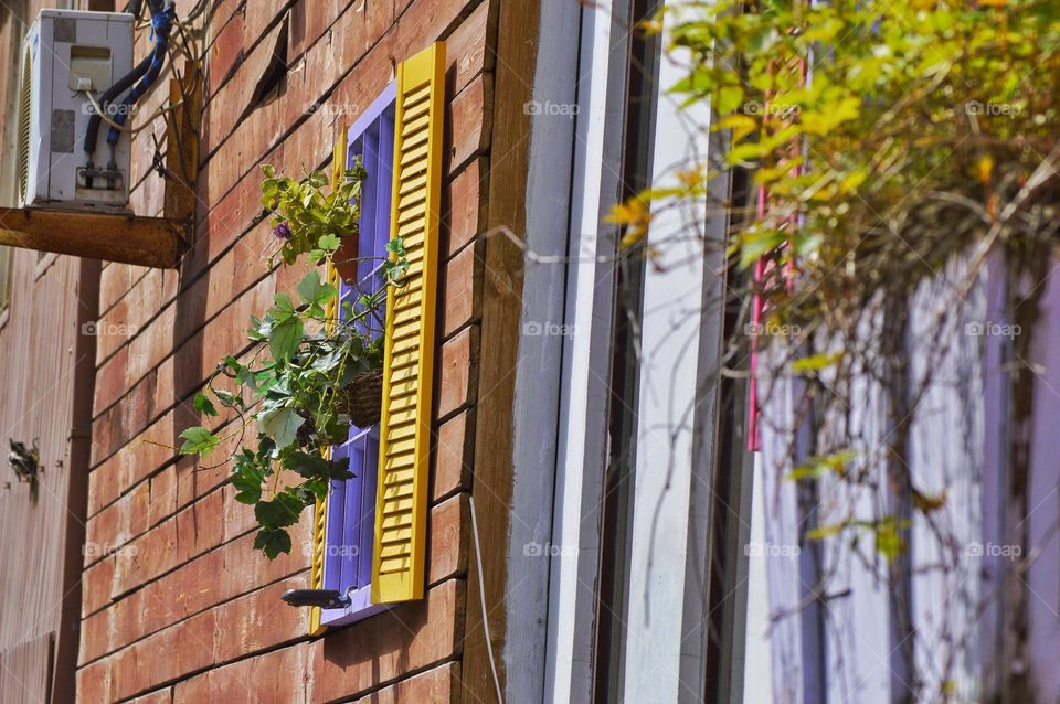 pots of flowers on the shutters of city windows