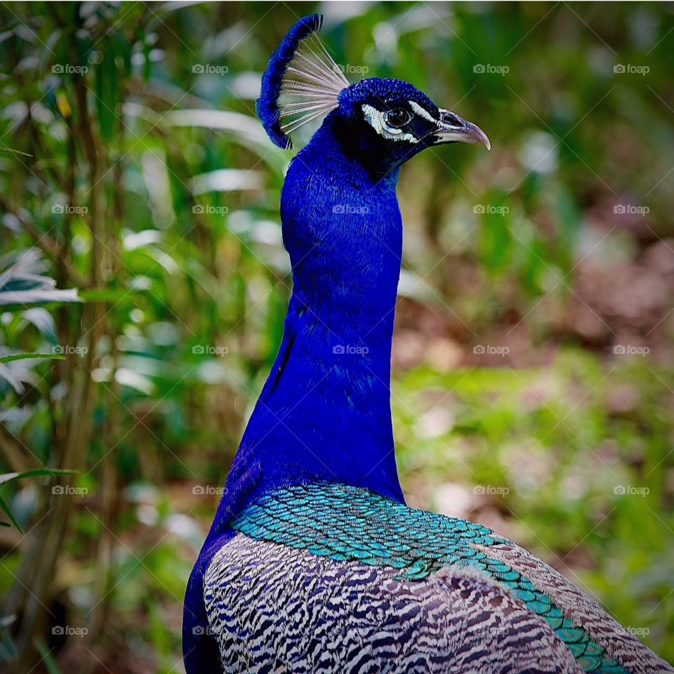 Peacock portrait. This beautiful guy is part of a group of peacocks that live in Apopka, Florida. Although not native, they have been a part of the community for a long time.