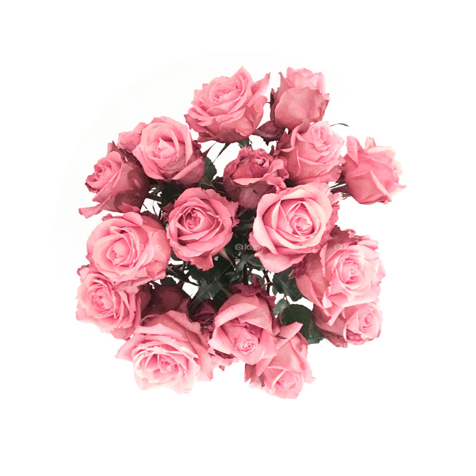 Pink Flowers, White Background
