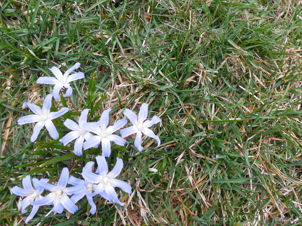 Glory of the snow heart shaped in grass left side