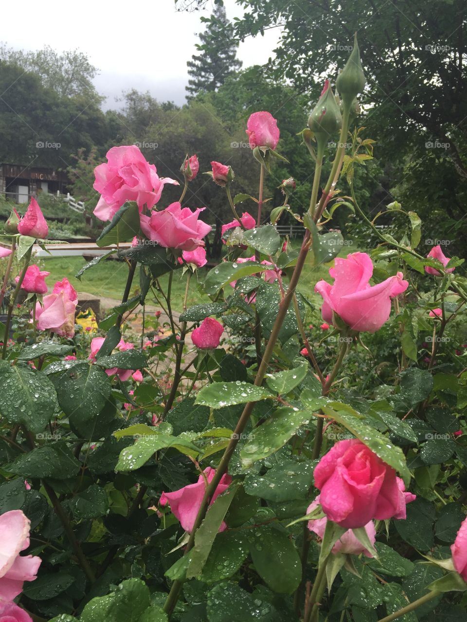 Flower, No Person, Flora, Garden, Leaf