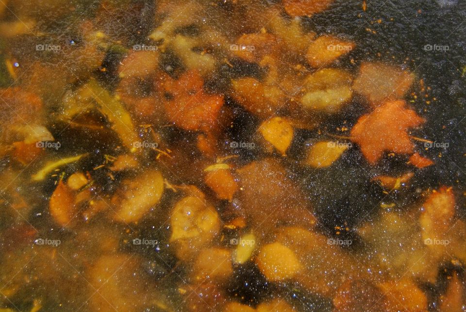 High angle view of frozen leaves