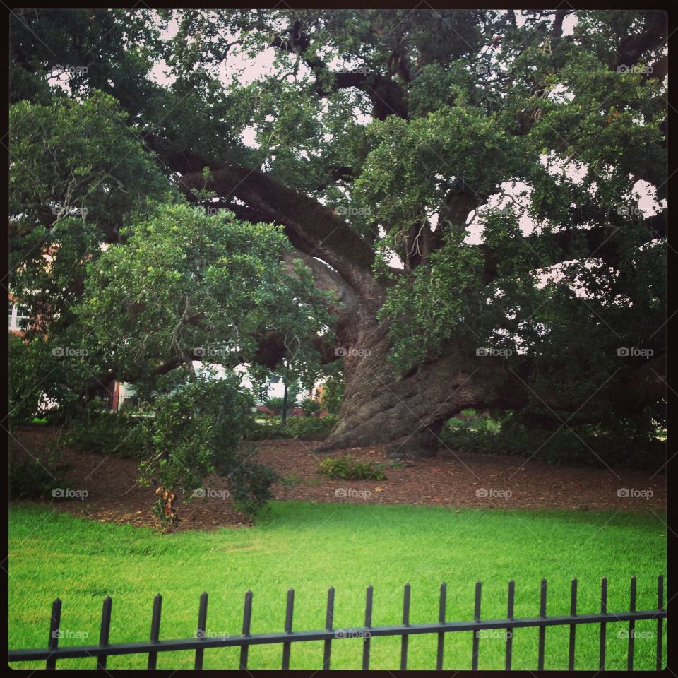 Old oak 