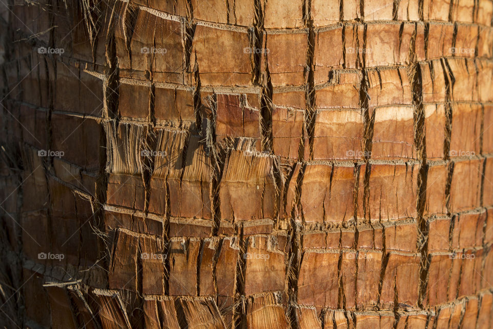 Full frame shot of palm tree trunk