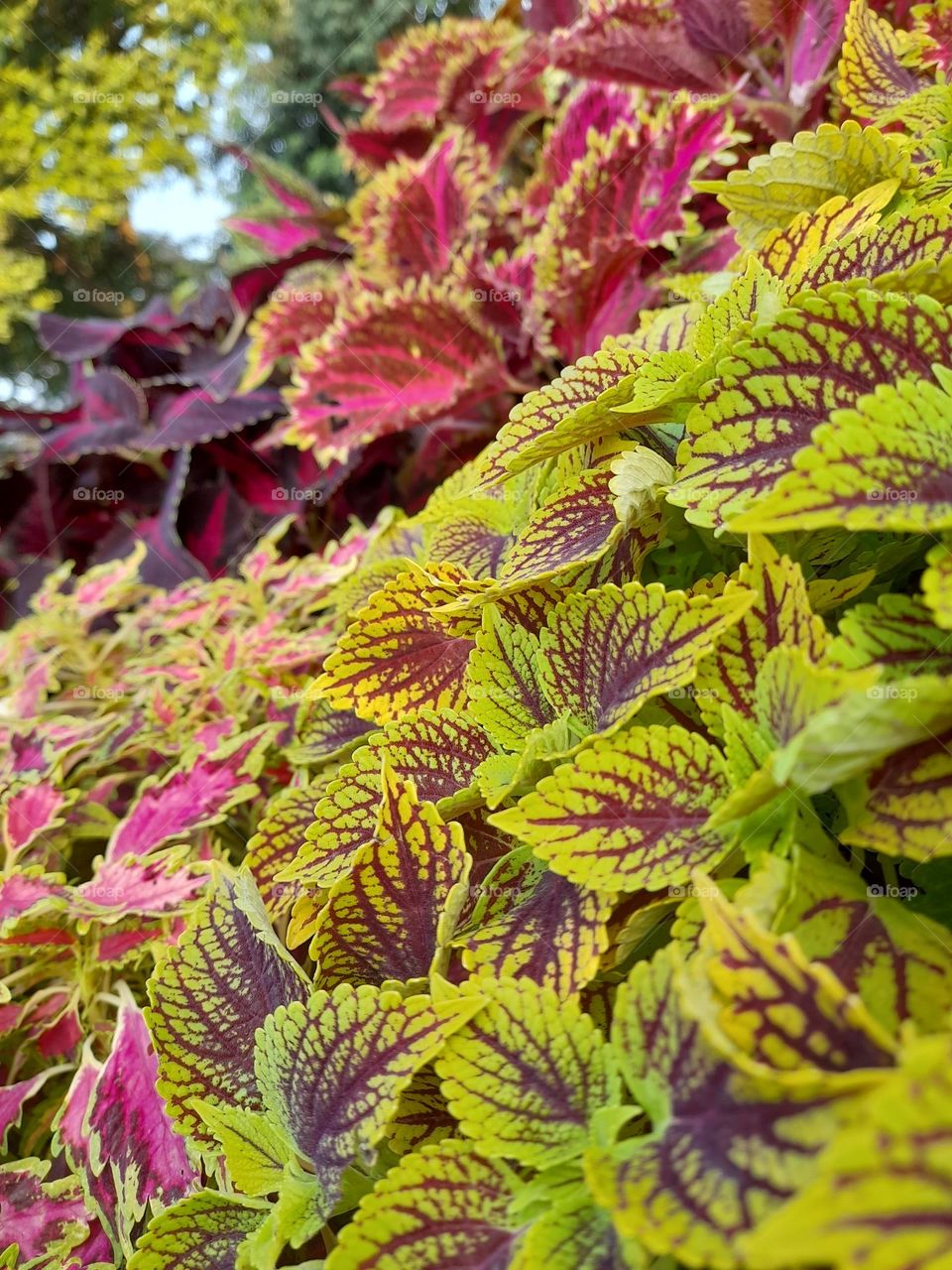 Color explosion photos capture vibrant, dynamic bursts of hues, creating a striking visual impact.