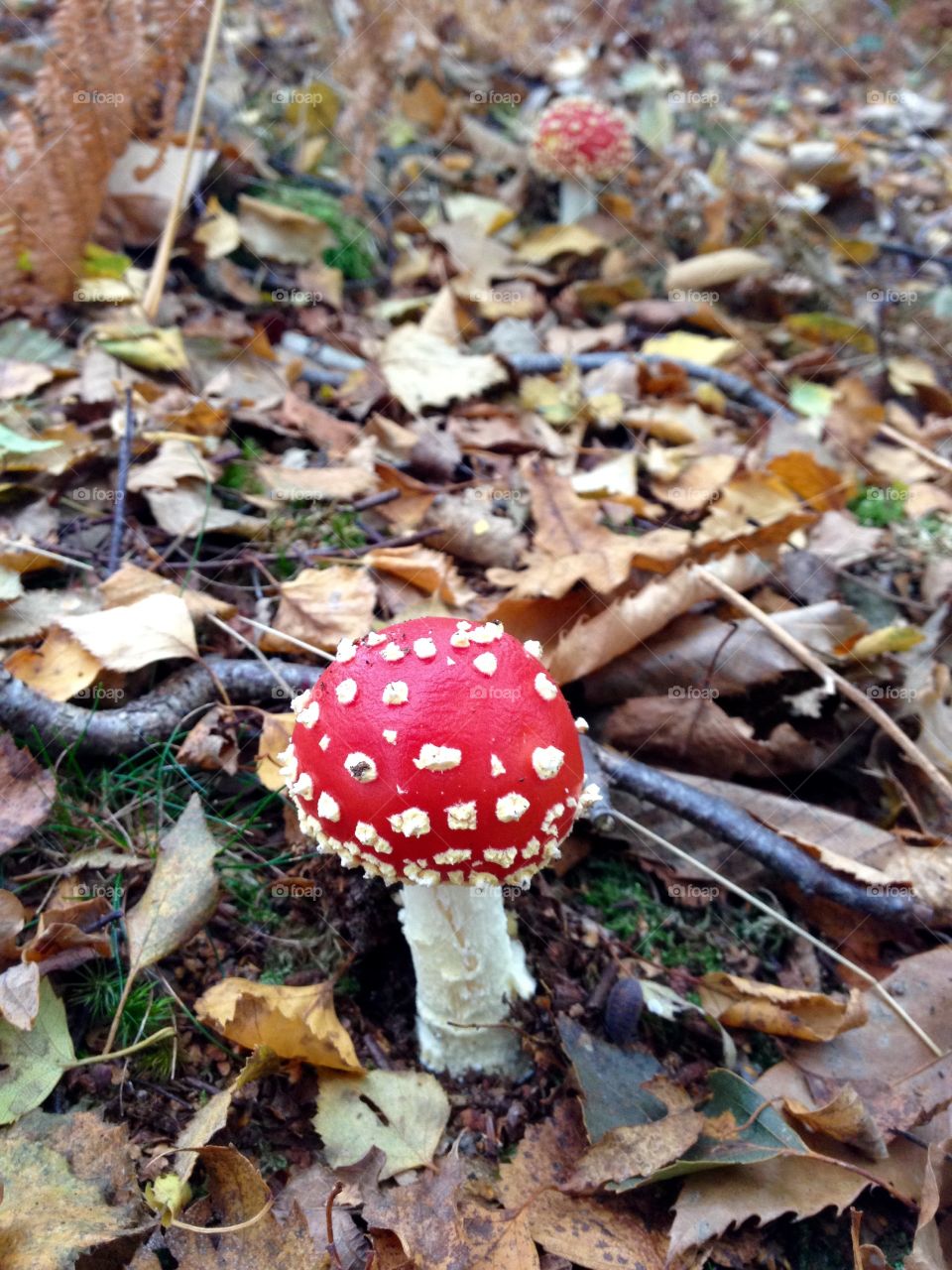 High angle view of a mushroom