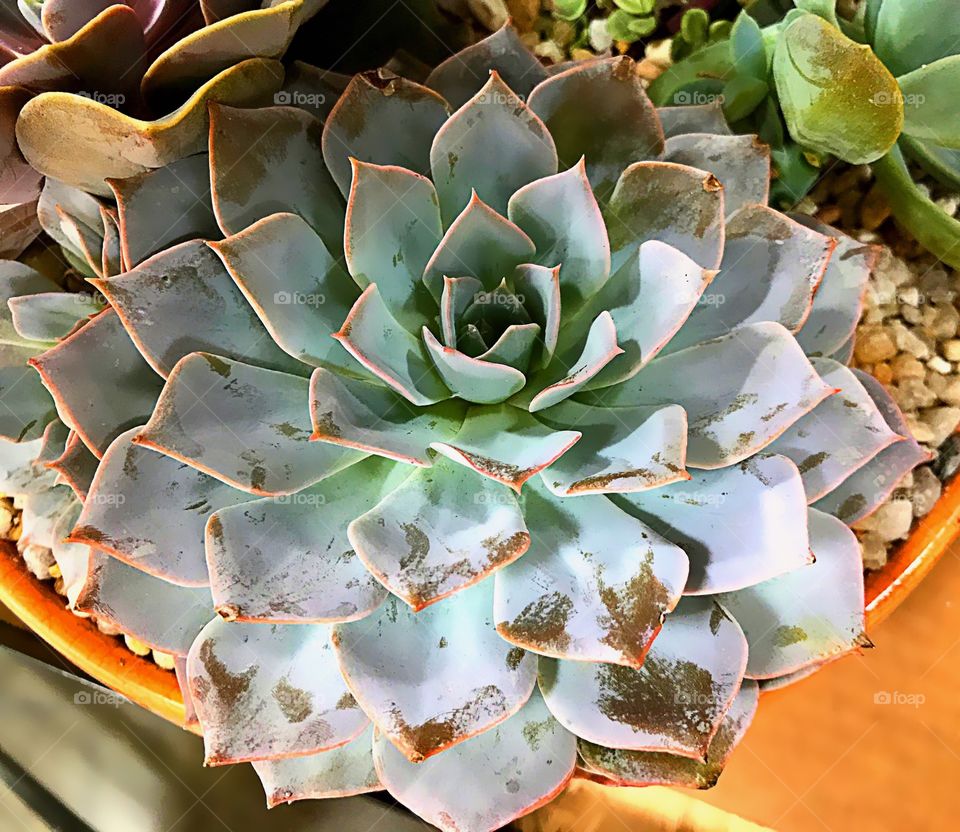 Succulent-creative texture 