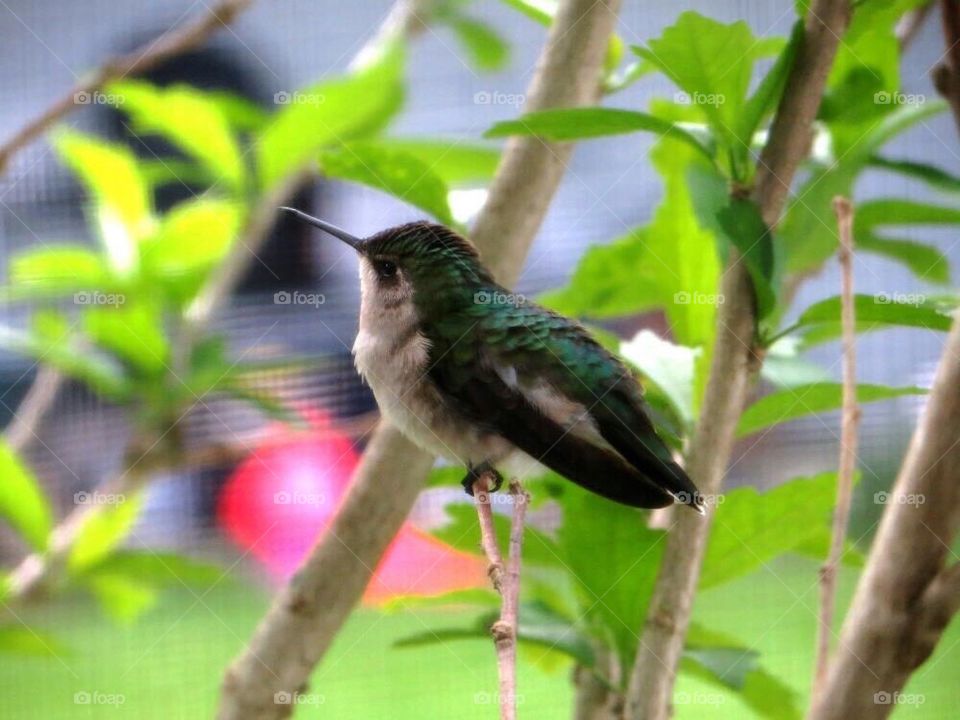 Hummingbird