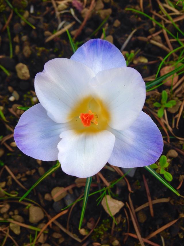 Spring Flower