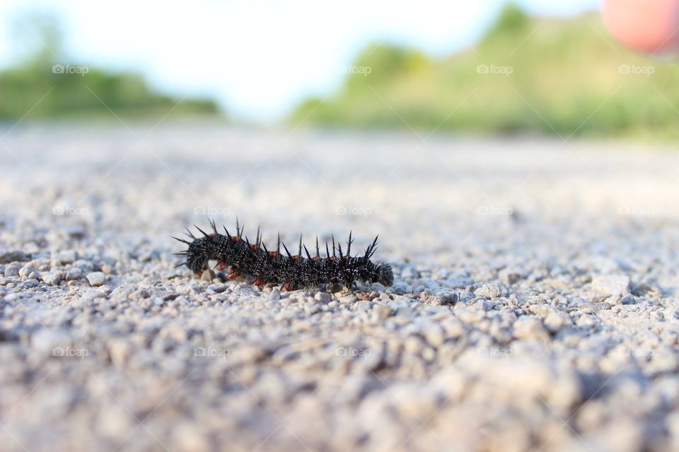 A angry looking caterpillar 