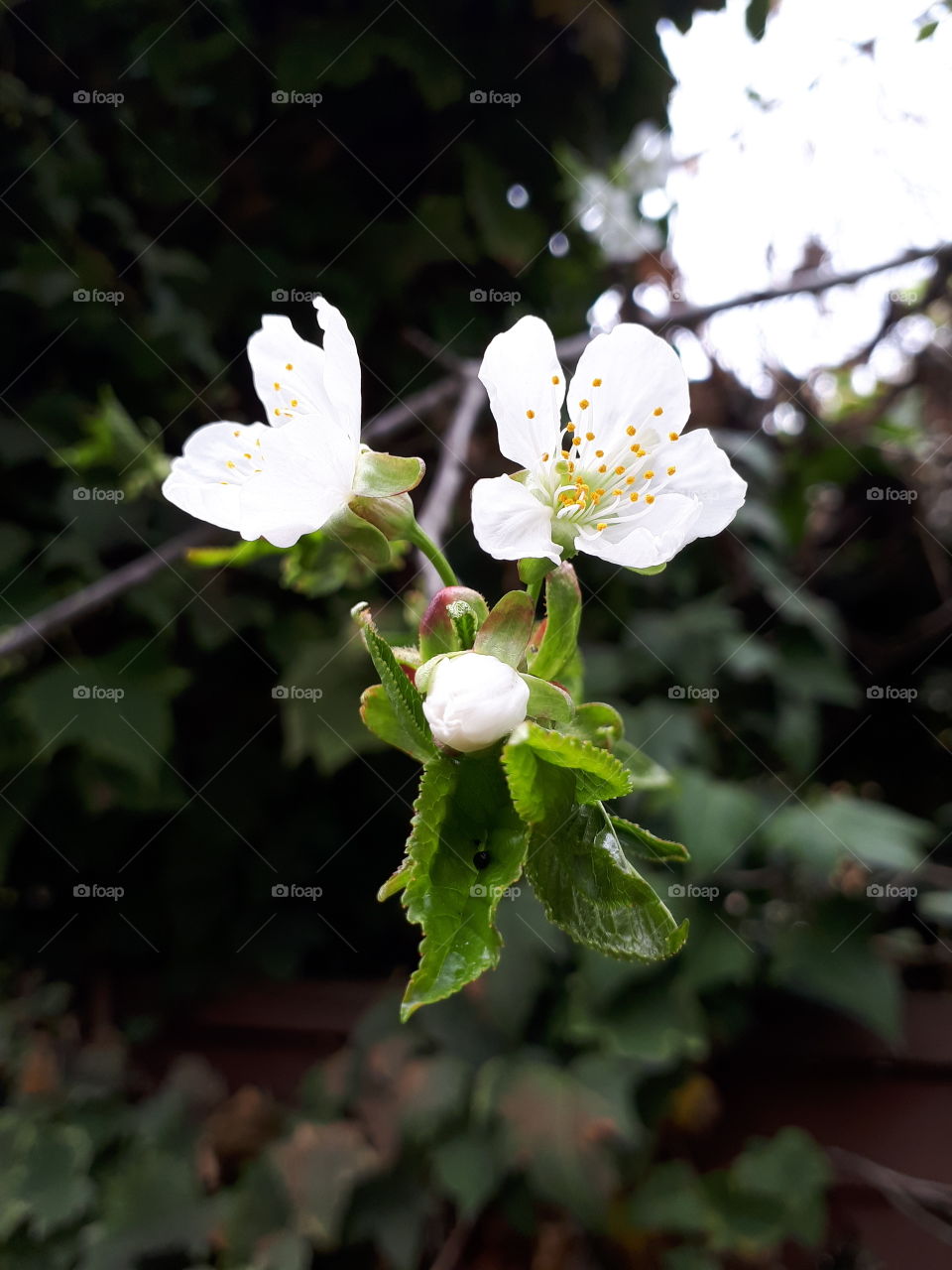 Three cherry blossoms against ivy and sky centred