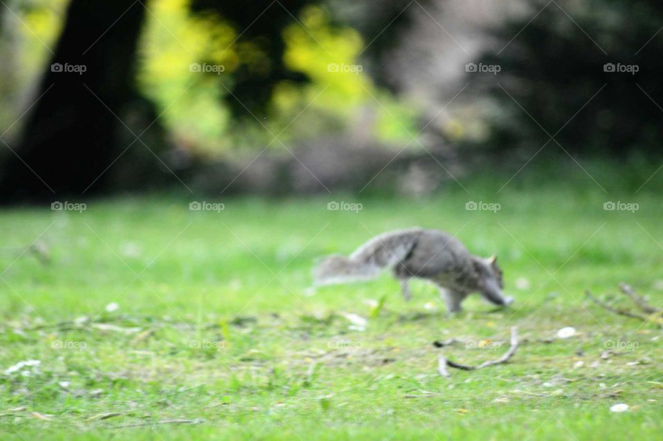 Escaping gray squirrel in a beautiful park