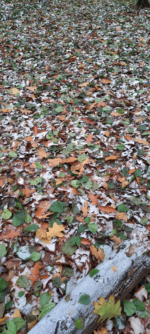 Leaves in the forest