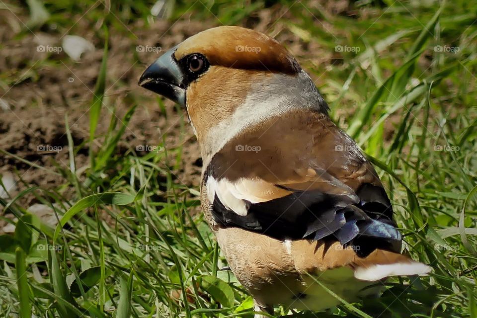 the hawfinch