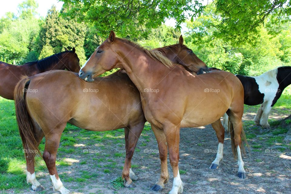 Horse herd in the forest