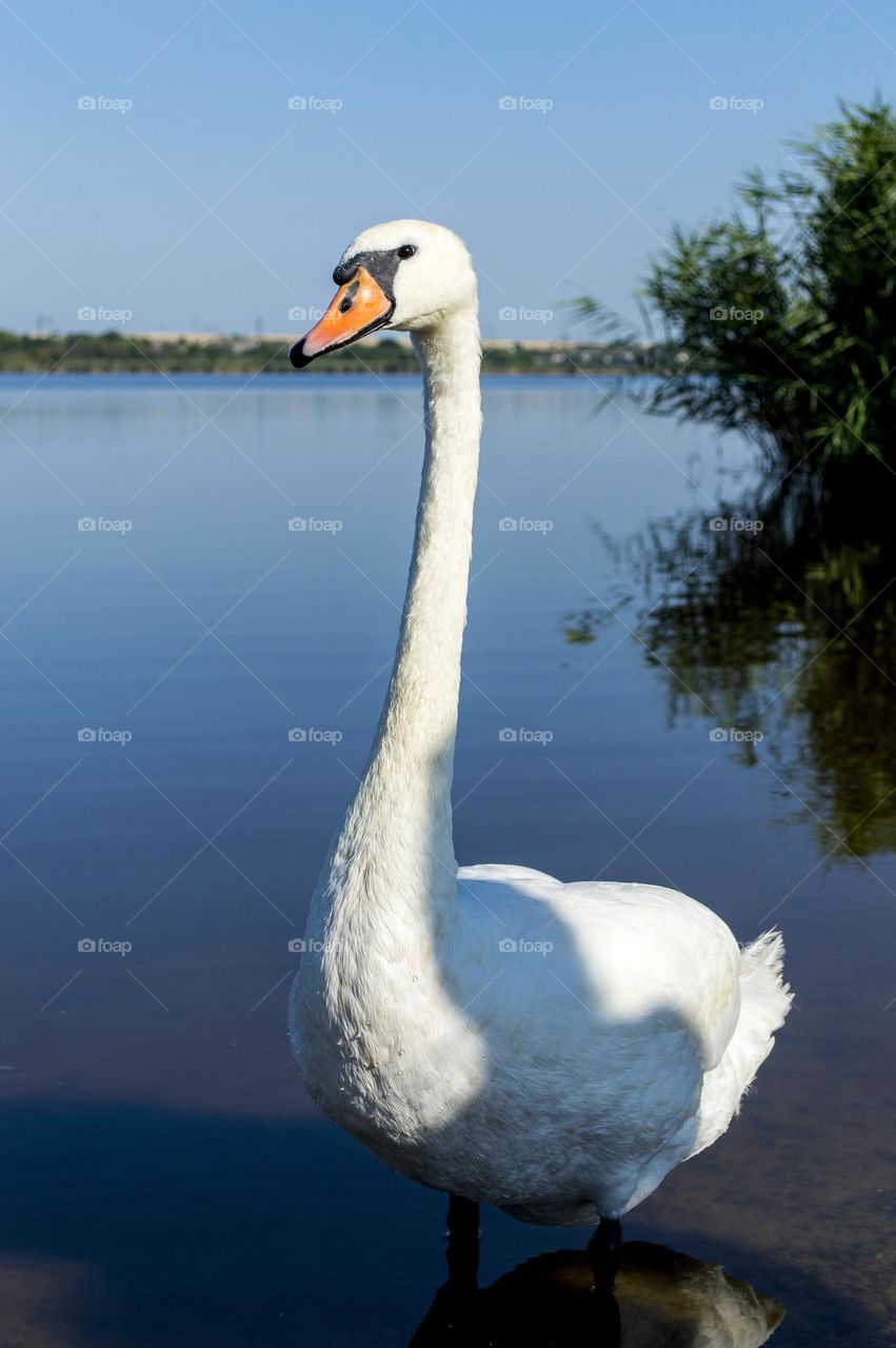 Swan in full growth