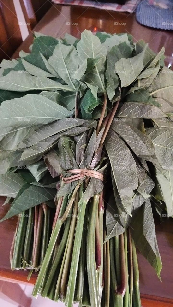 cassava leaves