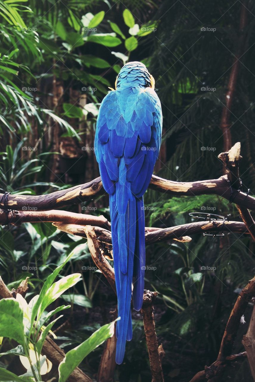 Excuse Me, Mr. Macaw