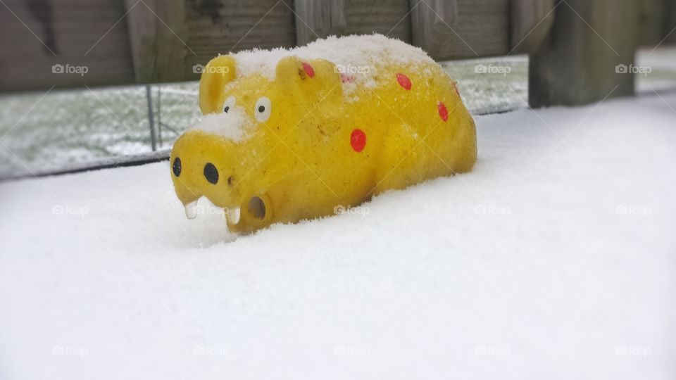 And This Little Piggy Froze