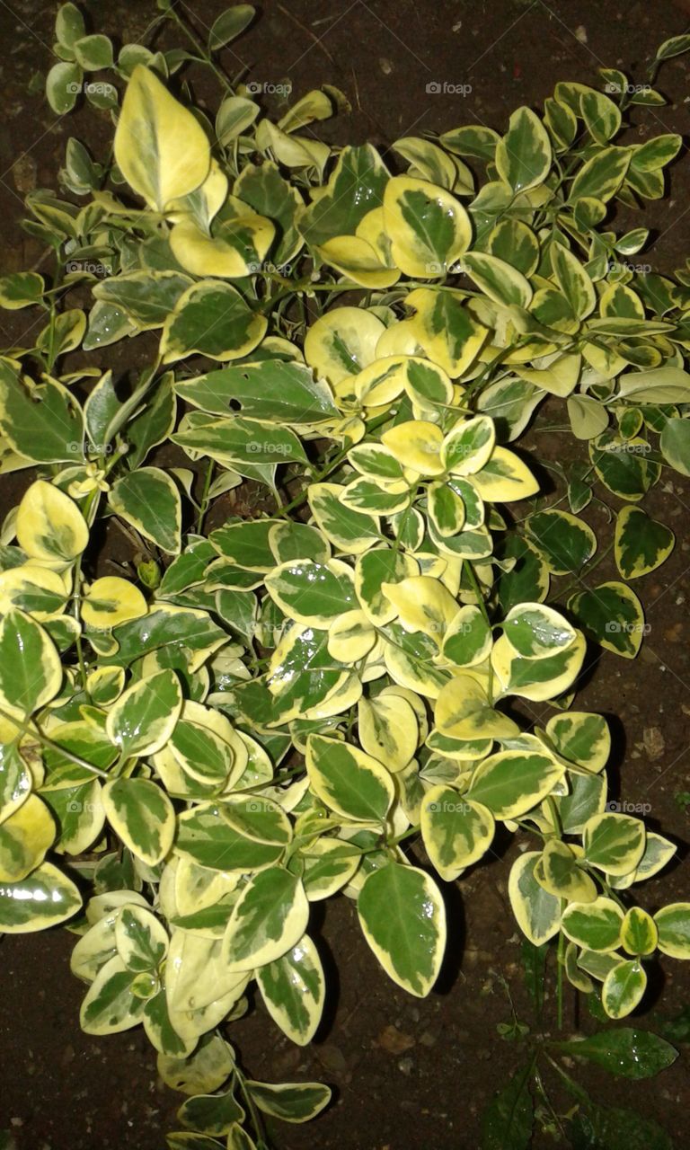 flowers that looks like leaf