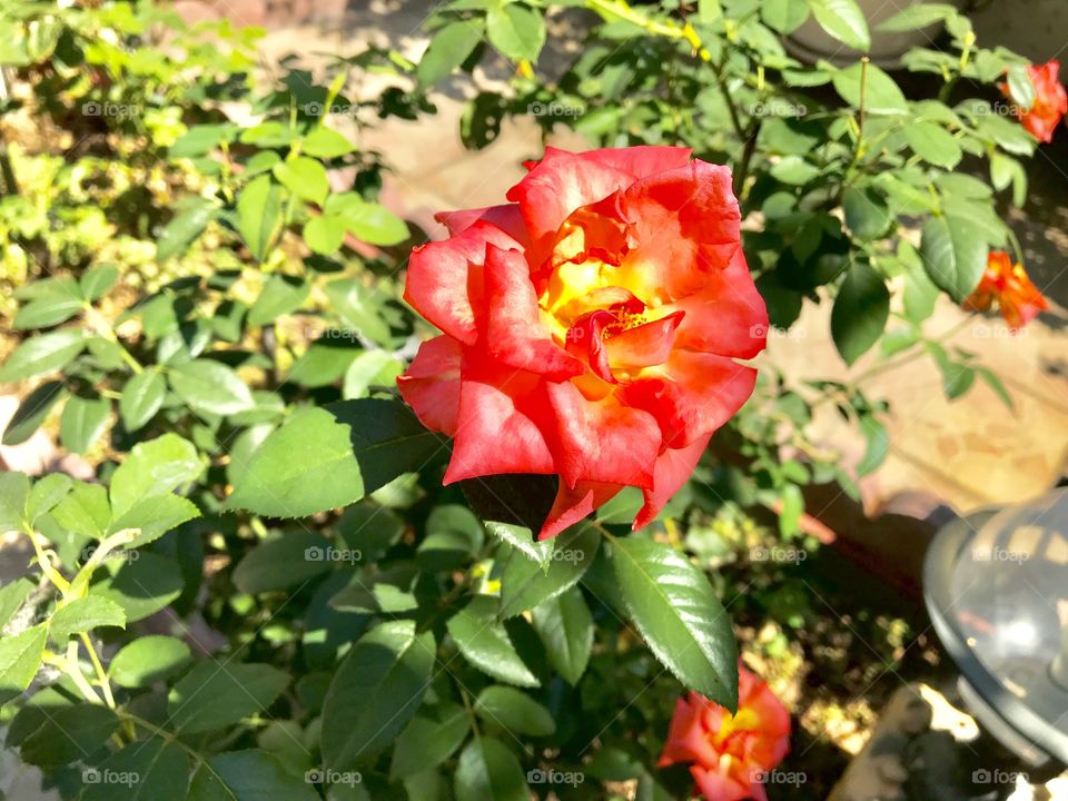 Rose in the garden 