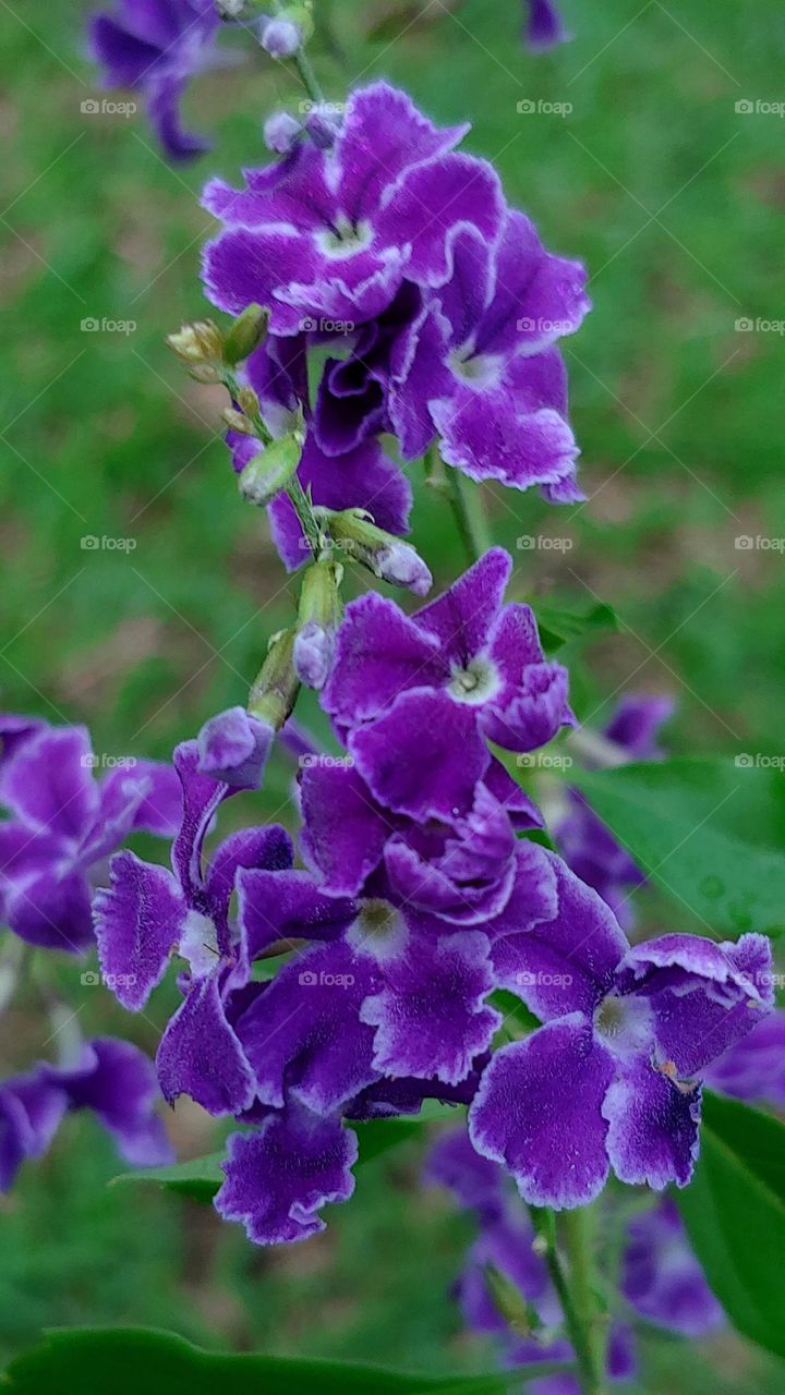 garden flowers captured