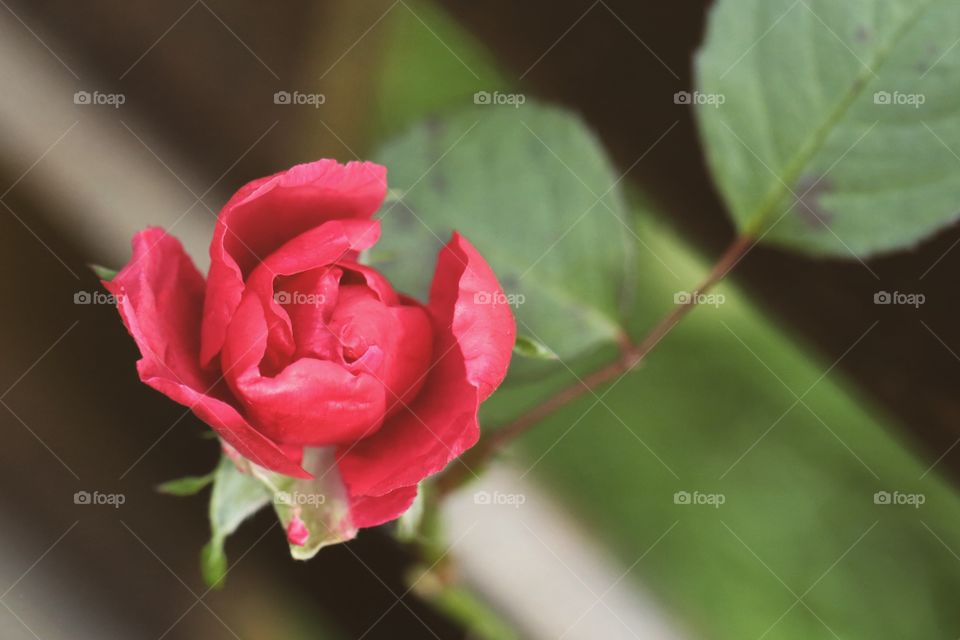 Baby rose bud
