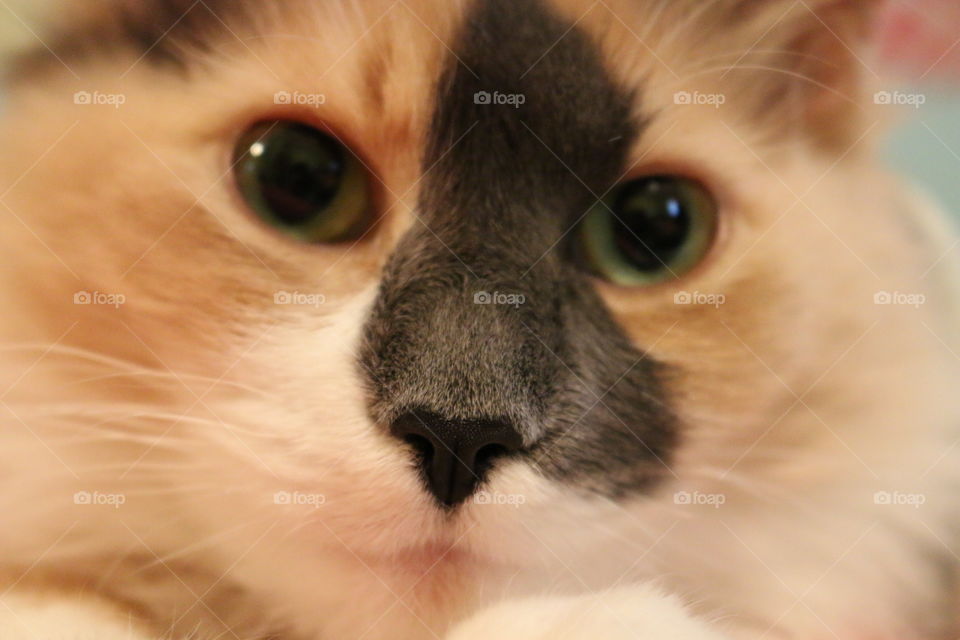 Kitty close up. This is a close up of our kitty Foosah