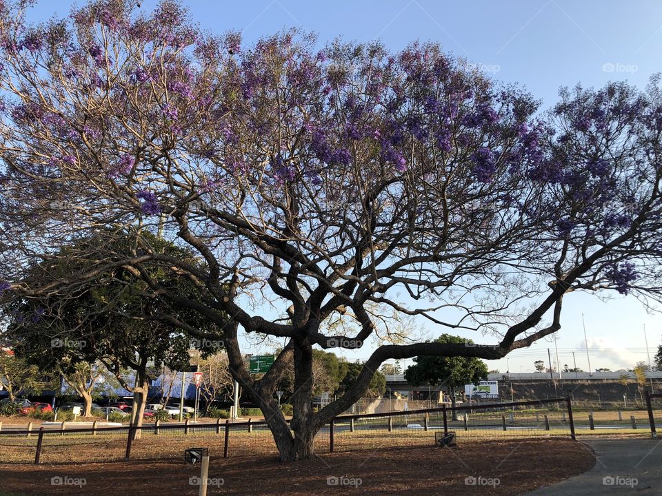 Jackaranda tree