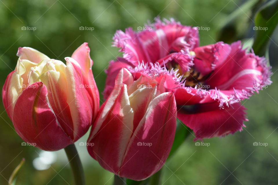 Tulip