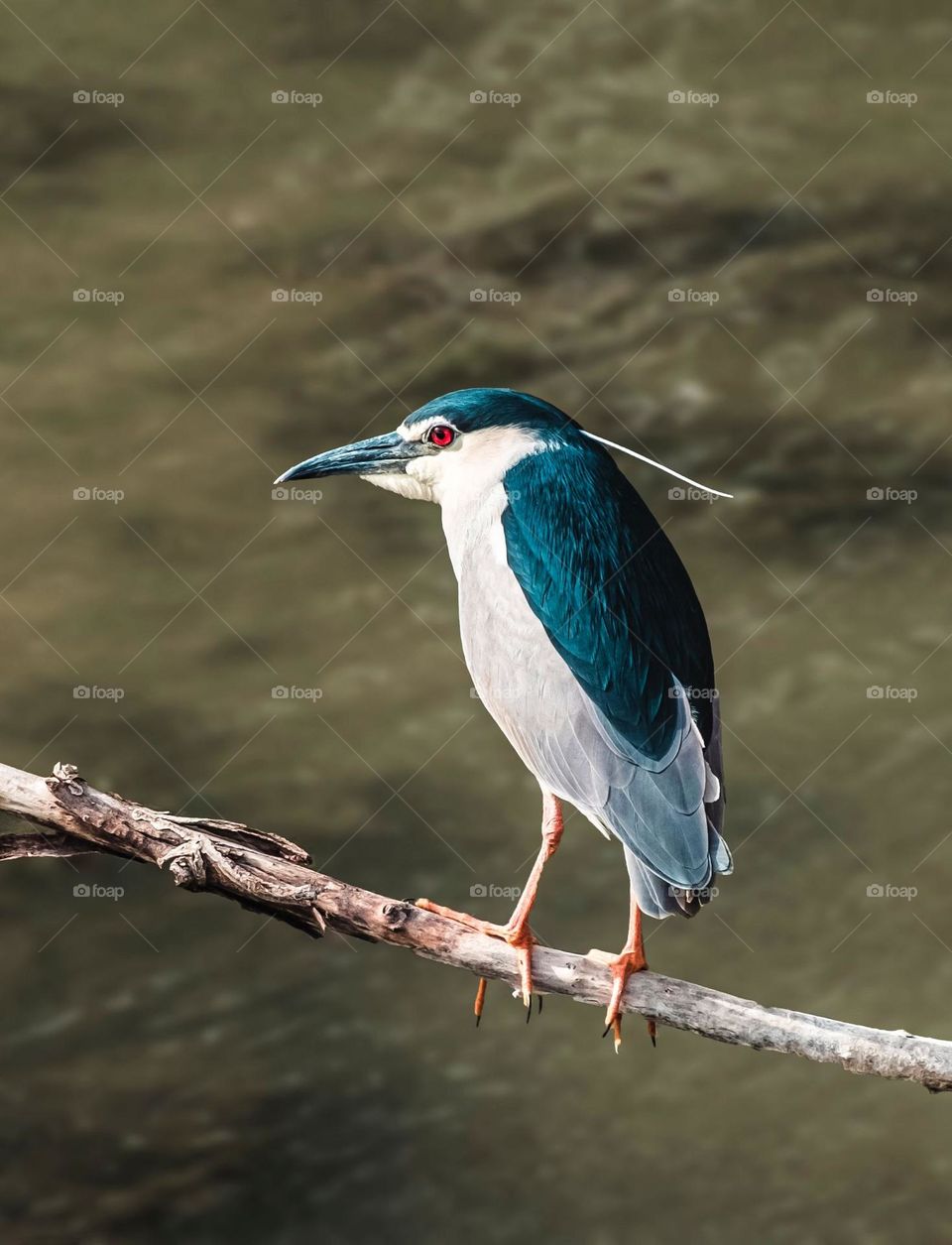 Night heron