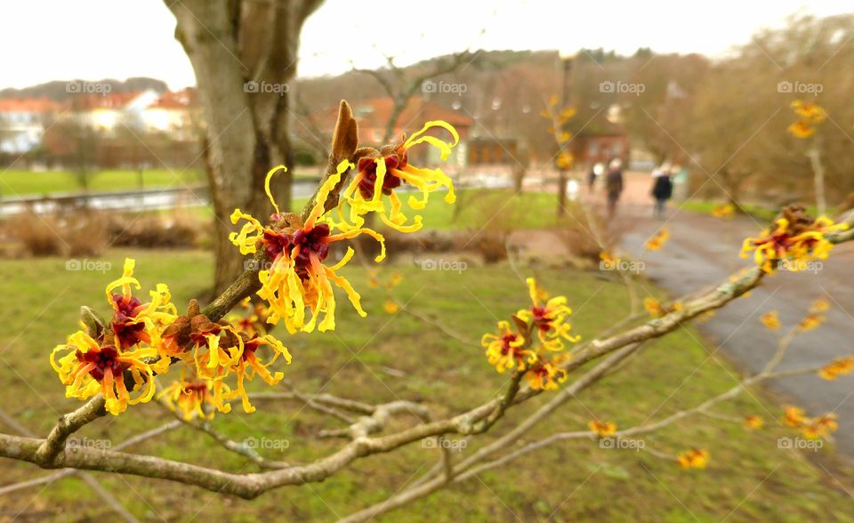 Yellow spring flower in bloom