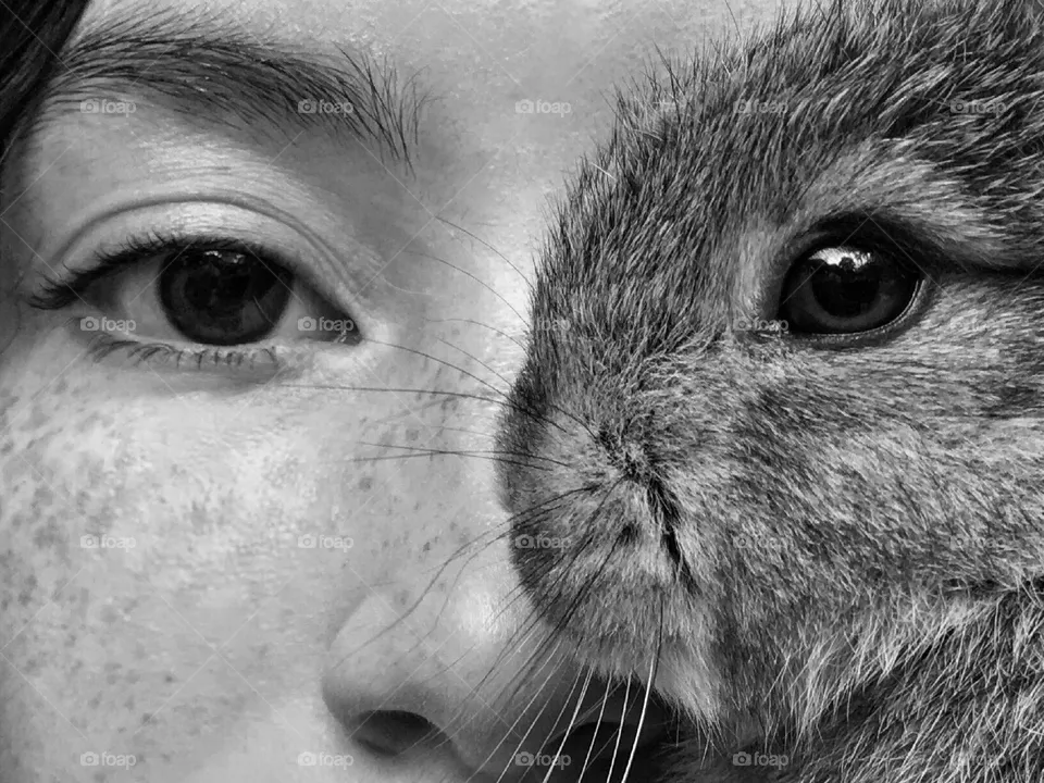 Rabbit