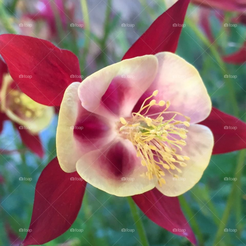 Red Columbine